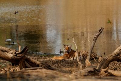 Amazing Bengal Tiger in Nature – Free Stock Photo, Download Free