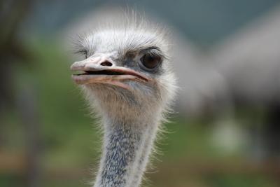 Ostrich Face Surrounded by Feathers – Free Stock Photo for Download