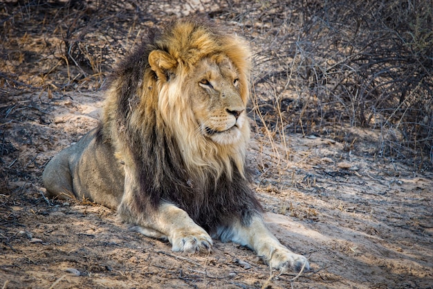 Powerful Lion Closeup Shot – Free to Download