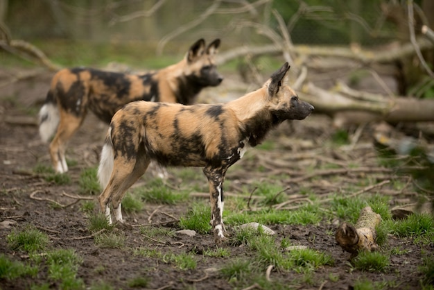 African Wild Dog Ready to Hunt for Prey – Free to Download