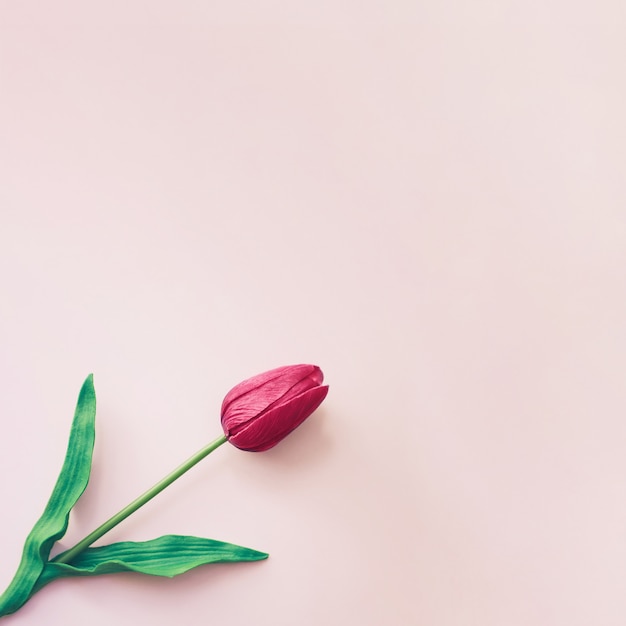 Stunning Minimalist Red Tulip Background – Free Download