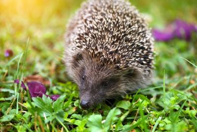 European Hedgehog (Erinaceus Europaeus) Surrounded by Purple Flowers – Free Stock Photo for Download