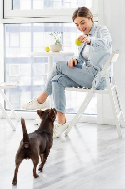 Dog Curiously Watching a Ball – Free Stock Photo for Download