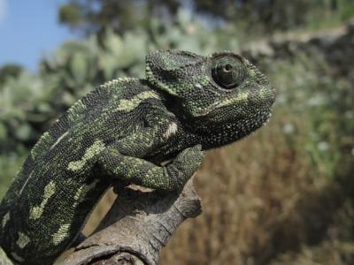 Profile Closeup of a Mediterranean Chameleon on a Branch in Malta – Free Stock Photo Download