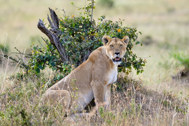 Lioness in the Savannah – Free Stock Photo for Download