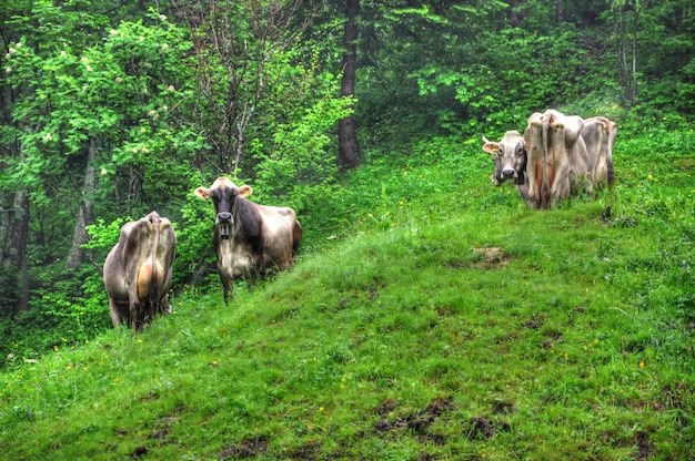 Group of Cows Grazing on a Grassy Mountain – Free Stock Photo, Download Free