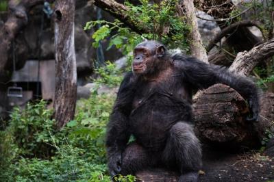 Old Big Smiling Chimpanzee at the Zoo in Bangkok, Thailand – Free Stock Photo for Download