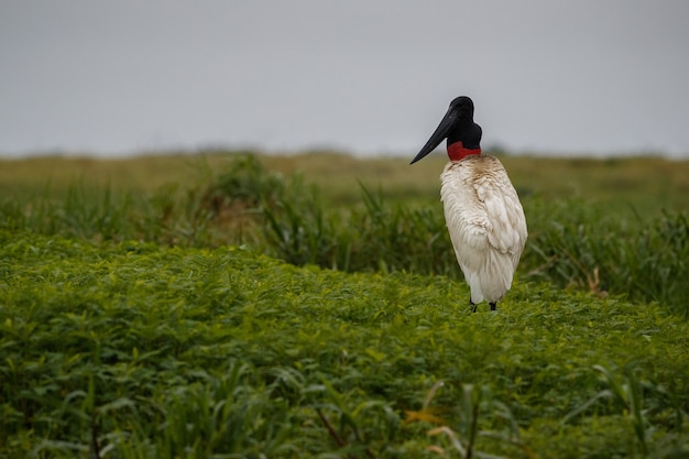 Bird of Pantanal in Its Natural Habitat – Free Download