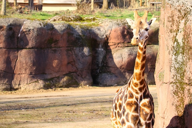 Giraffe in a Park Surrounded by Lush Grass – Free Stock Photo, Download Free