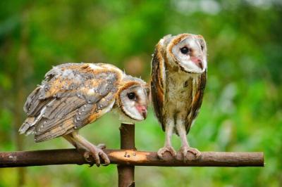 Close-up of Birds Perching on Wood – Free to Download