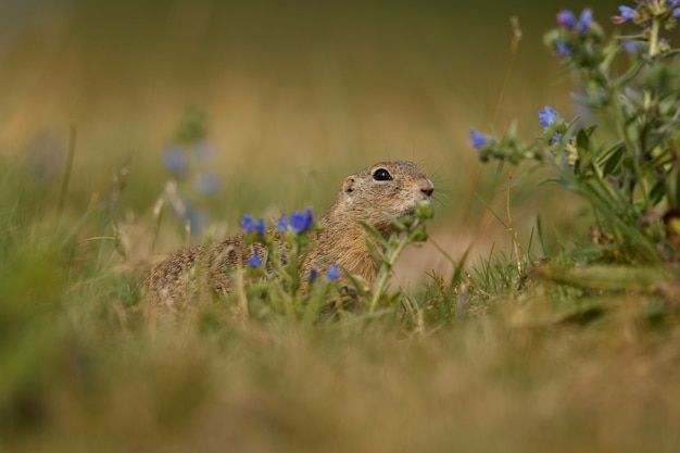 Common Ground Squirrel in a Blooming Meadow – Free Stock Photo, Download Free