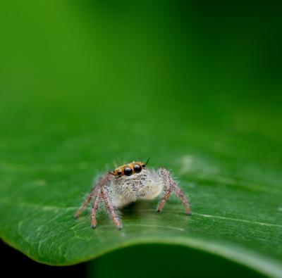 Jumping Spider – Stunning Free Stock Photo for Download