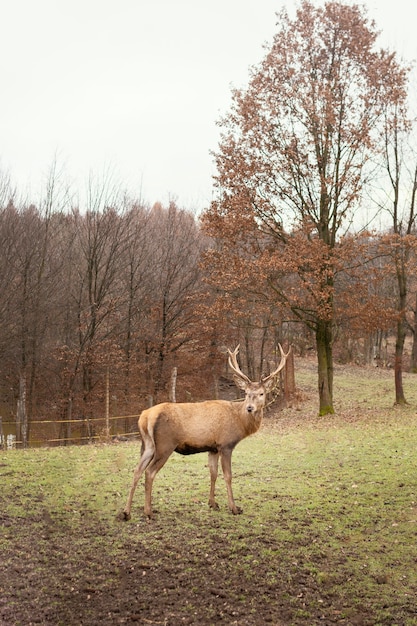 Deer Captured in the Wild Forest – Free Stock Photos for Download