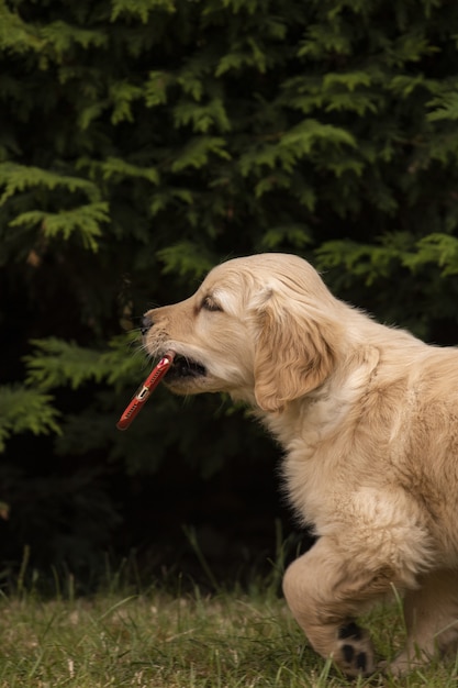 Cute Fluffy Golden Retriever Sitting on the Grass in the Park – Free Download