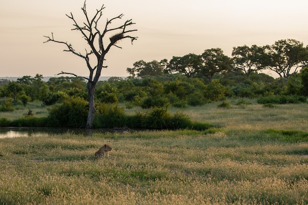 Lonely Female Lion Sitting in a Field with a Small Lake and Big Trees – Free Stock Photo for Download