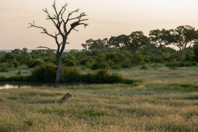 Lonely Female Lion Sitting in a Field with a Small Lake and Big Trees – Free Stock Photo for Download