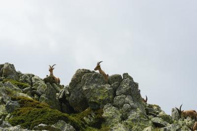 Beautiful White-Tailed Deer in Rocky Mountains – Free Stock Photo for Download