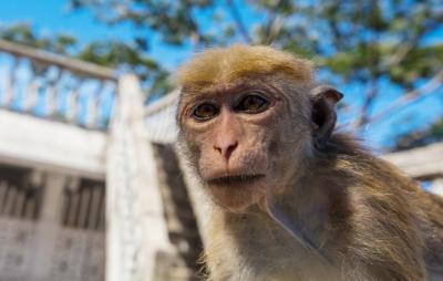 Monkey: Free Stock Photo – Download for Free