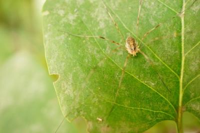 Closeup Shot of a Brown Arachnid on a Leaf – Free Download