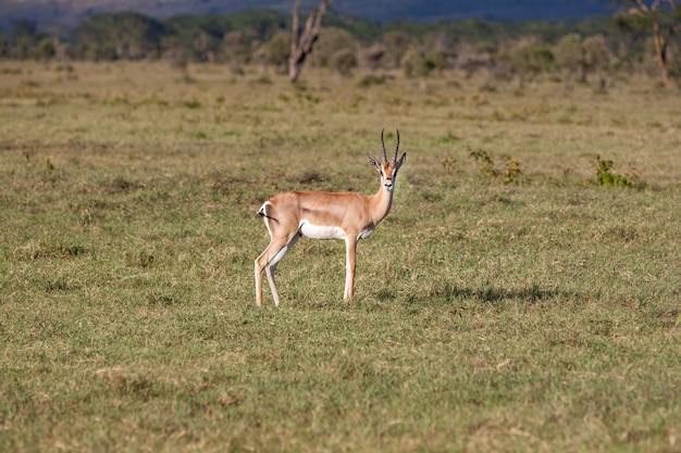 Antelope on Green Grass – Free Download for Stunning Stock Photos