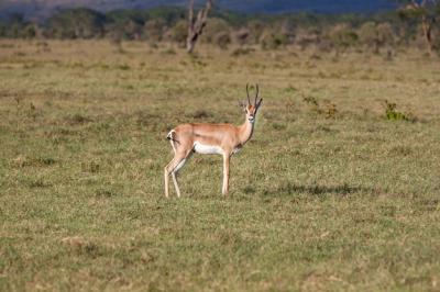 Antelope on Green Grass – Free Download for Stunning Stock Photos