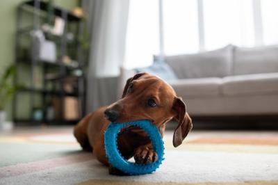 Beautiful Dachshund Dog with Chewing Toy – Free Stock Photo for Download