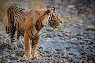 Amazing Bengal Tiger in Nature – Free Download