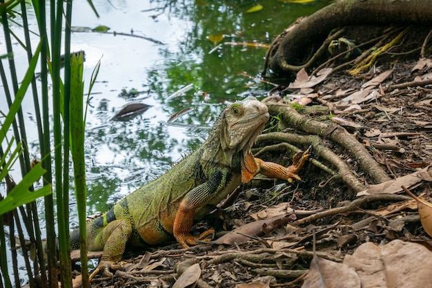 Green Iguana Emerging from a Green Lake Surrounded by Dry Leaves – Free Stock Photo for Download