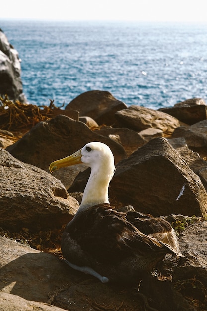 Bird Sitting on a Rock – Free Stock Photo for Download