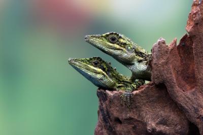 Closeup Head of Pseudocalotes Lizard in Natural Background – Free Stock Photo Download