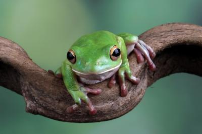 White Lipped Tree Frog on Green Leaves – Free Stock Photo, Download Free