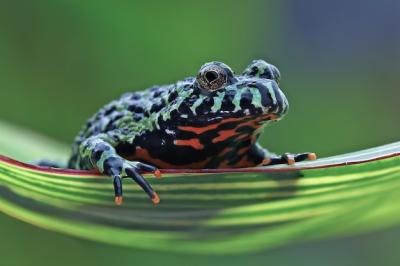 Close-Up of Fire Belly Toad on Green Leaves – Bombina Orientalis | Free Download