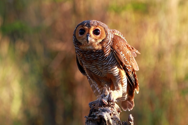 Owl on Branch – Free Stock Photo, Download for Free