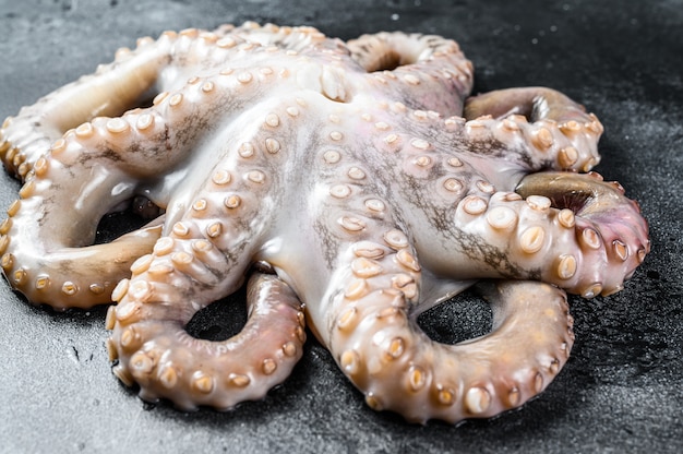 Fresh Raw Octopus on the Table – Free Download