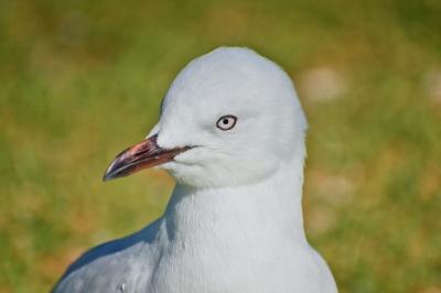 Seagull Closeup on Grass During Daylight – Free Download