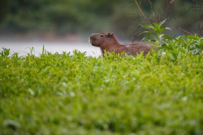 Capybara in the Northern Pantanal Habitat – Free Download