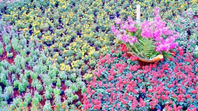 High Angle View of Pink Flowering Plant on Field – Free Stock Photo, Download Free