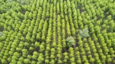 Aerial View of Green Tree Forest – Free Download