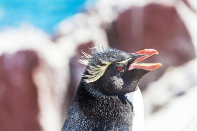 Rockhopper Penguin Photography – Free Download, Download Free Stock Photo