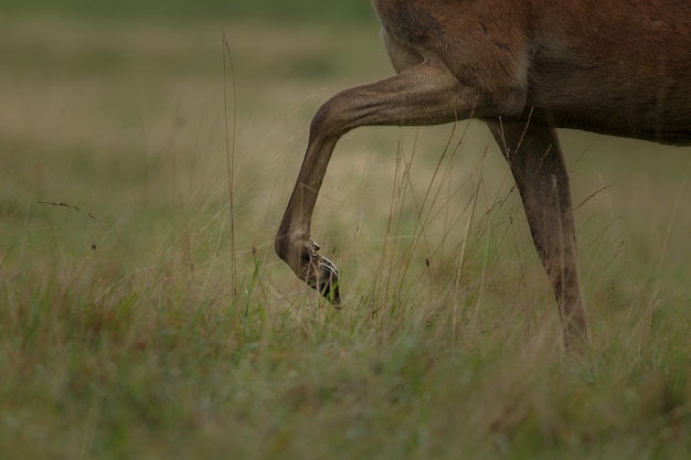 Red Deer in Their Natural Habitat During the Rut – Free Stock Photo for Download