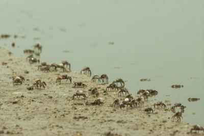 Beach Full of Crabs Surrounded by the Sea Under Sunlight – Free Stock Photo, Download Free