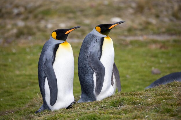 High Angle View of Penguins on Field – Free Stock Photo, Download for Free