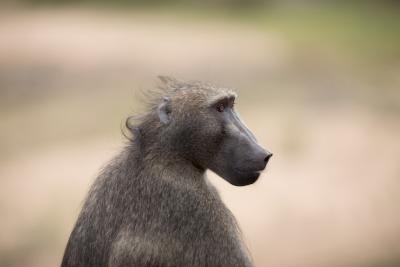 Closeup Shot of a Baboon Monkey – Free Download