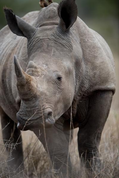 Stunning Closeup of an African Rhinoceros – Free Stock Photo for Download