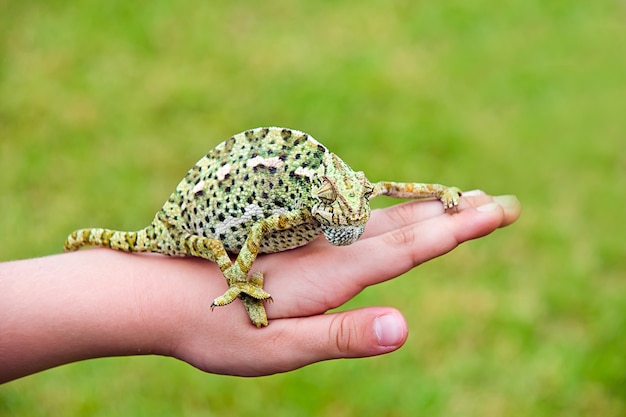 Colorful Chameleon on Human Hand – Free Download