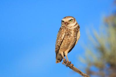 Burrowing Owl Perched on Branch in Arizona – Free Stock Photo for Download