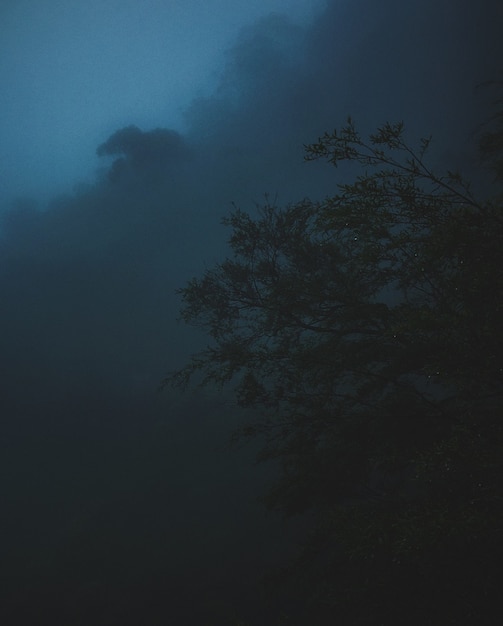 Vertical Shot of a Tree Under a Dark Cloud – Free Download