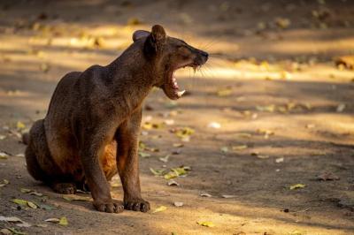 Angry Fossa on a Leaf-Littered Road – Free Stock Photo for Download