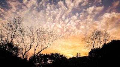 Silhouette of Trees – Free Stock Photo for Download