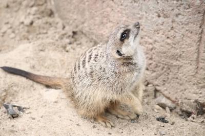 Closeup Shot of a Meerkat Looking Up – Free Stock Photo, Download for Free